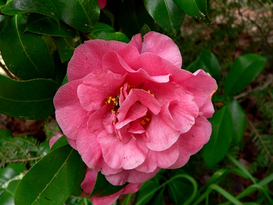 {Camellia japonica}